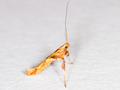 Caloptilia hemidactylella